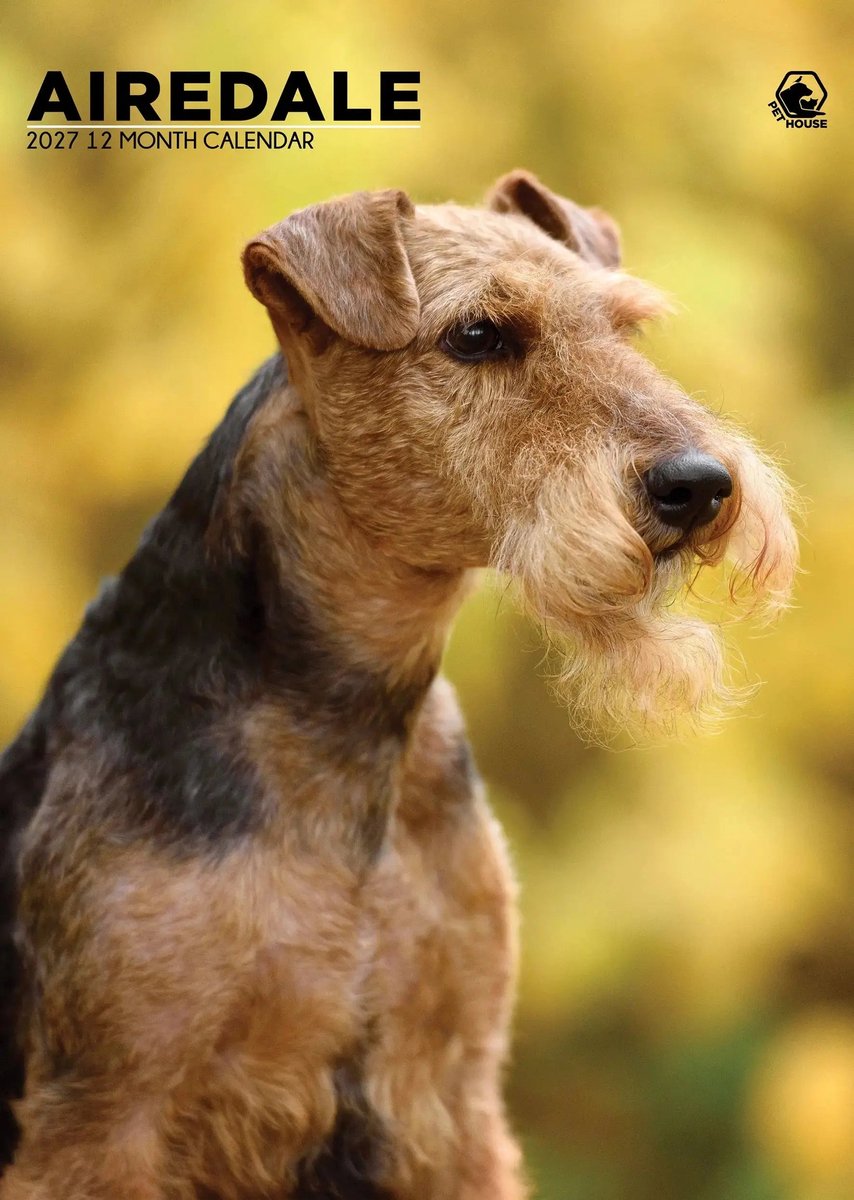 Airedale Terrier Kalender 2027 A3