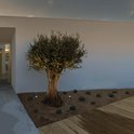 Verlichte olijfboom in een tuin met meerdere zwarte grondspots.
