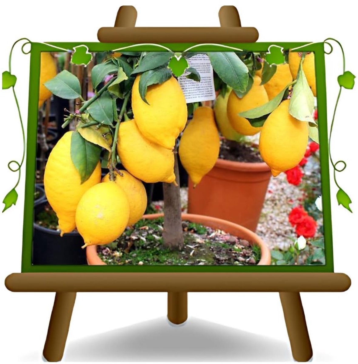Solidchoice - Citrus Citroen Lunario Fruitboom met Hoogte 180 cm in 35 cm Pot