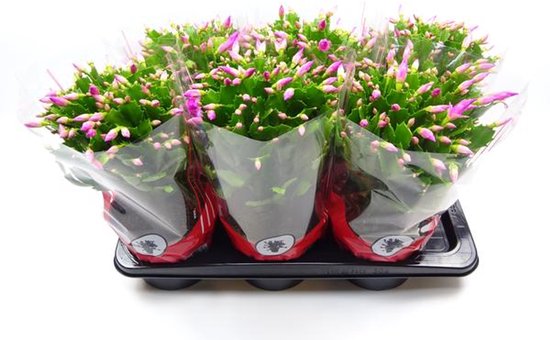 Schlumbergera 17 Cm Rose - Ø17cm - 35cm