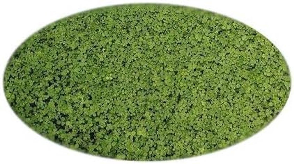 Dailygoods- Dwergklaver - 100 g zaden voor 50 m² - Ecologisch gazon - Duurzaam - Betere bodembedekking - Weinig onderhoud - Klaverzaad