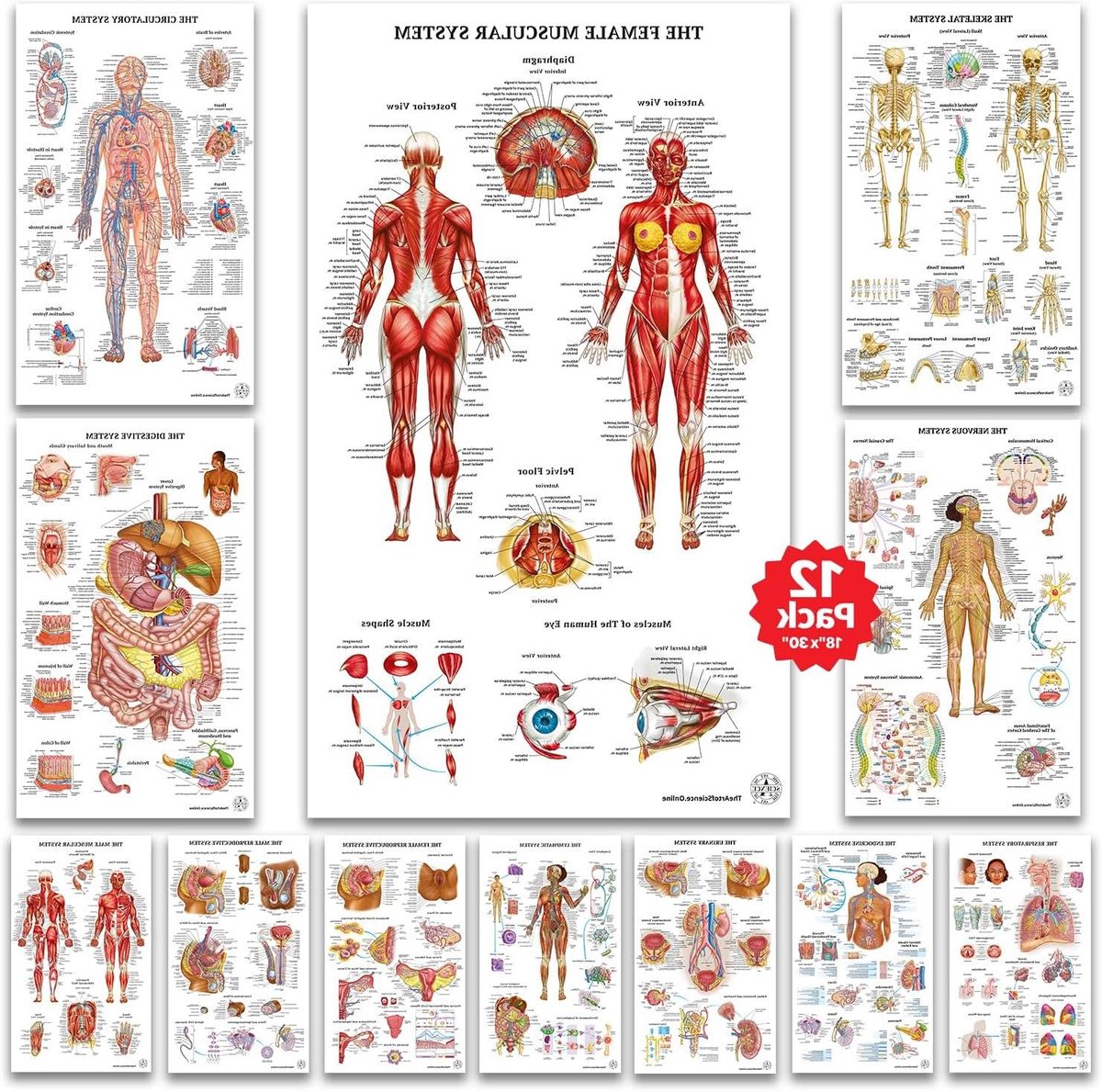 Anatomie Posters Set - Medische Grafieken - Studie Hulp - 12 Dubbelzijdige Lamineer - 46x76 cm - Meerkleurig