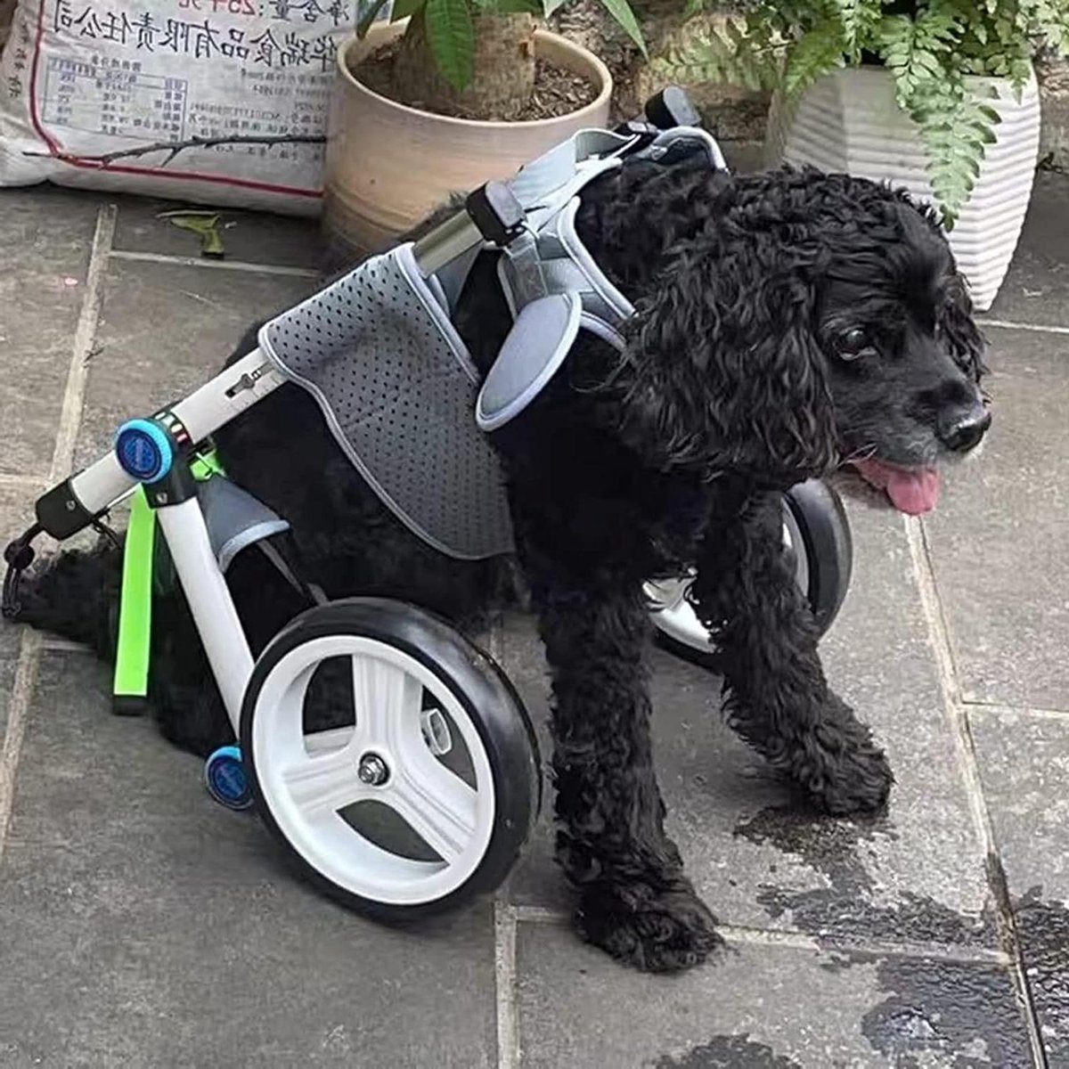 Huisdier Rolstoel - Hondenkar Revalidatie - Huisdier Mobiliteit - Verstelbare Maten - 5-16 kg - Wit
