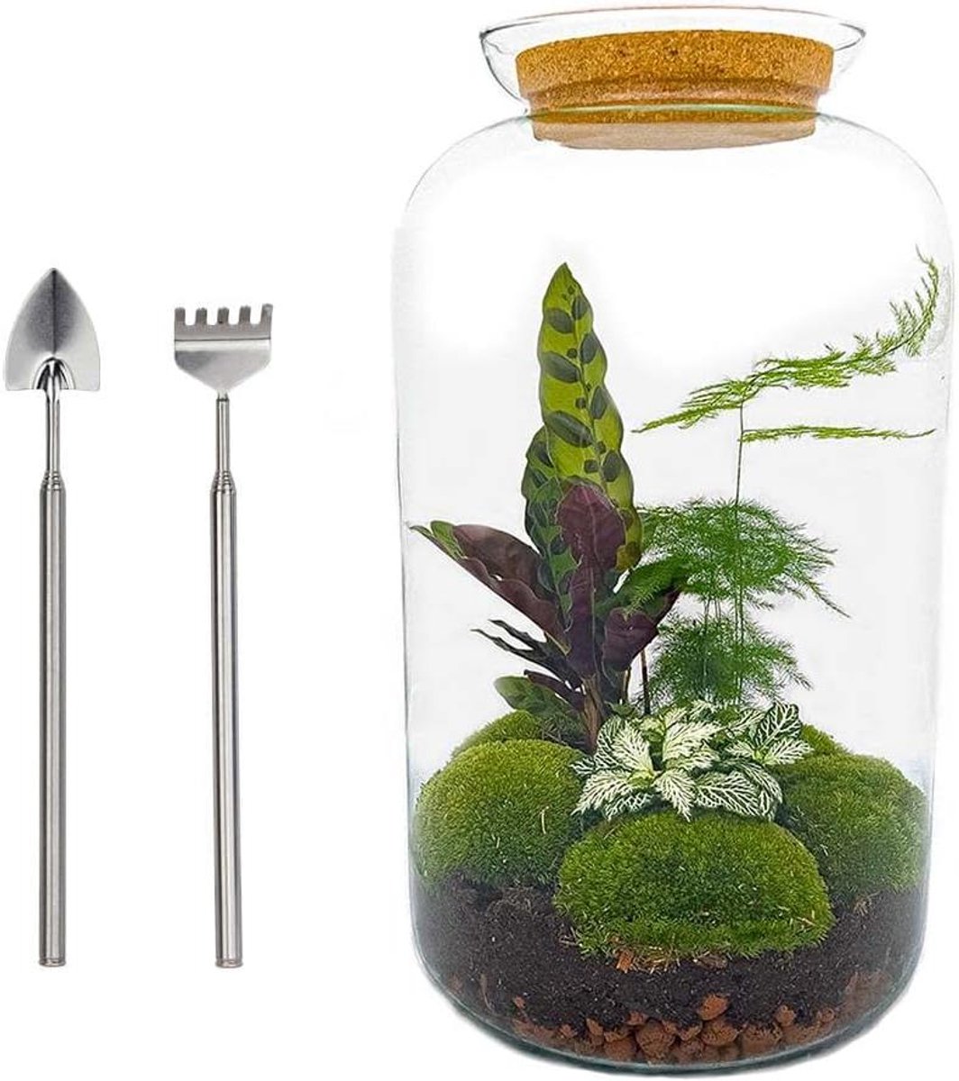 Planten Terrarium - Ecosystem Plant Fles - Zelf Samenstellen - Compleet DIY Pakket - 43 cm - Multicolor