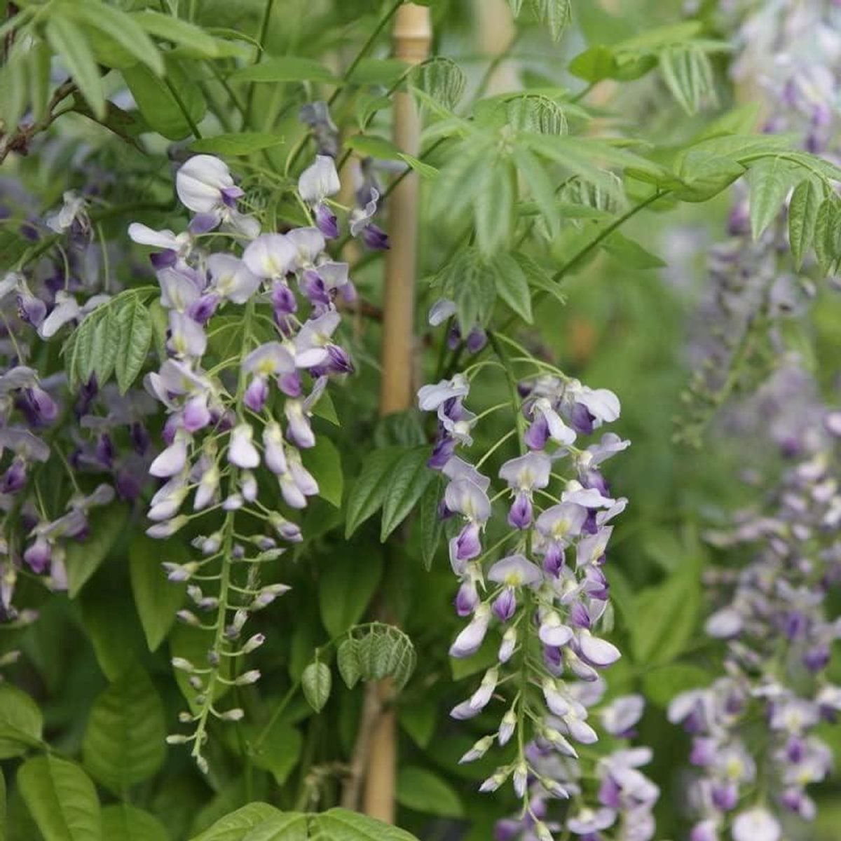 Chinese Blauwe Regen - Klimplant - Tuin Decoratie - Rijkbloeiend Geurend - 50-60 cm - Violetblauw