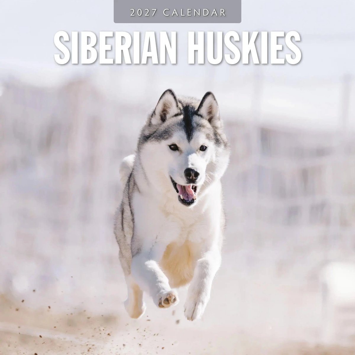 Siberian Husky Kalender 2027