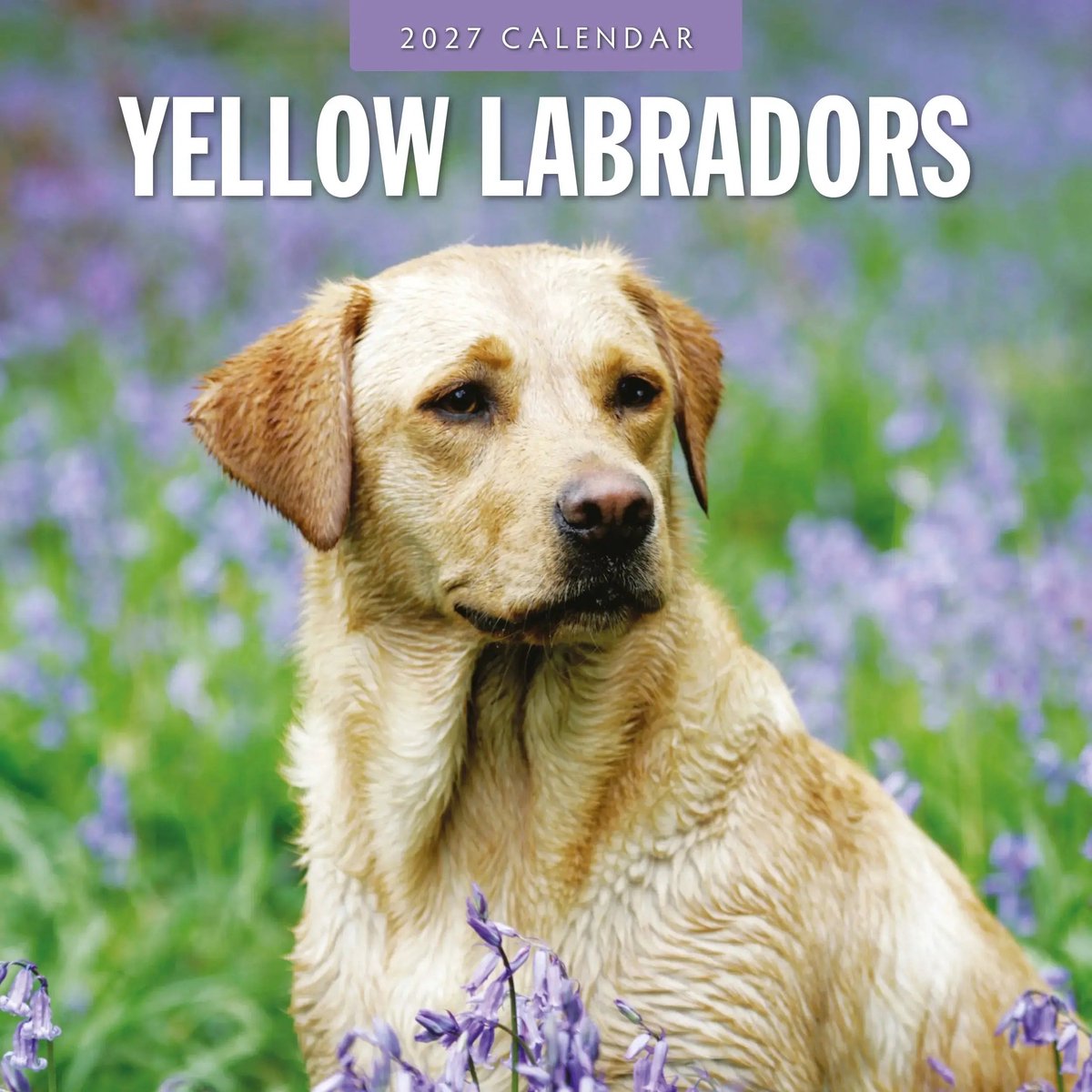 Labrador Retriever Blond Kalender 2027