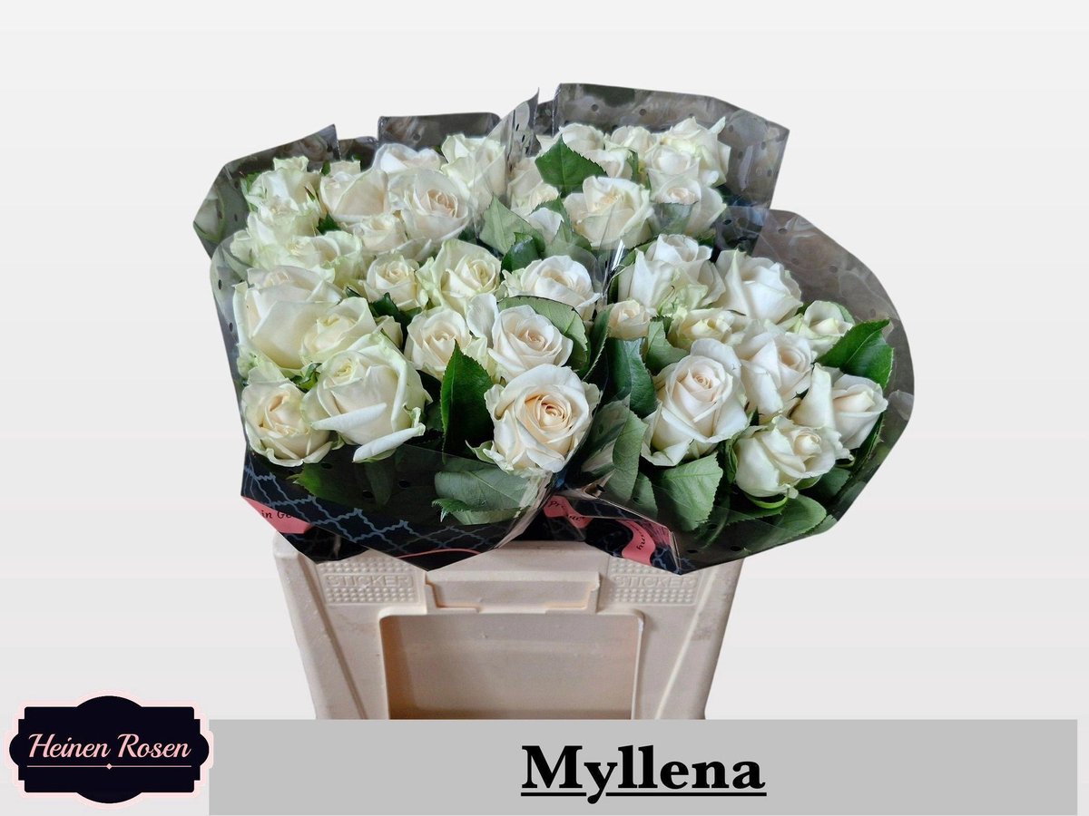 10x Rosa myllena 50cm