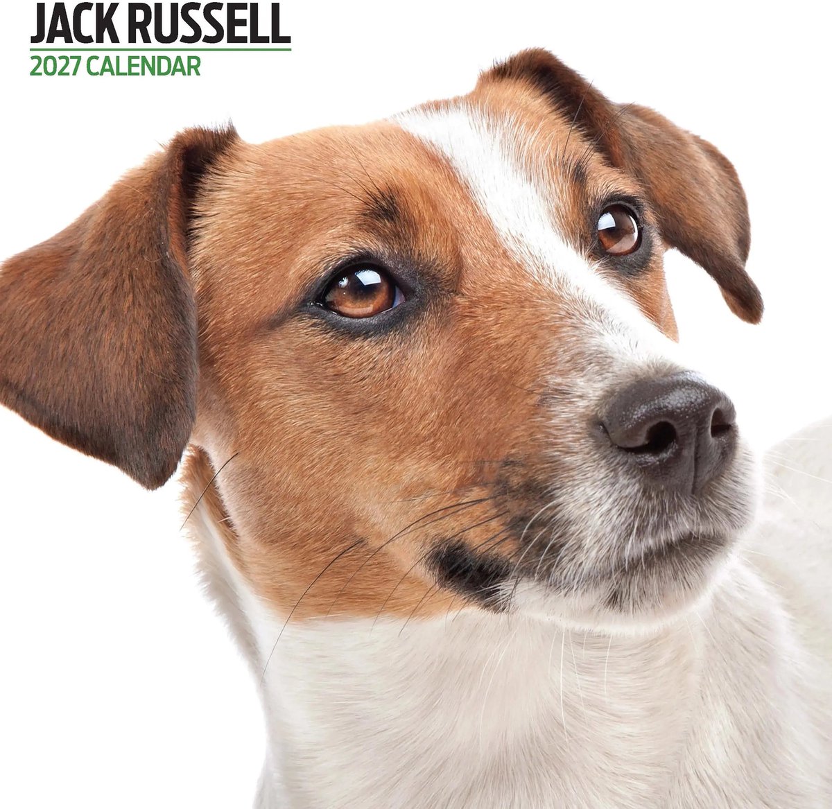 Jack Russell Terrier Modern Kalender 2027