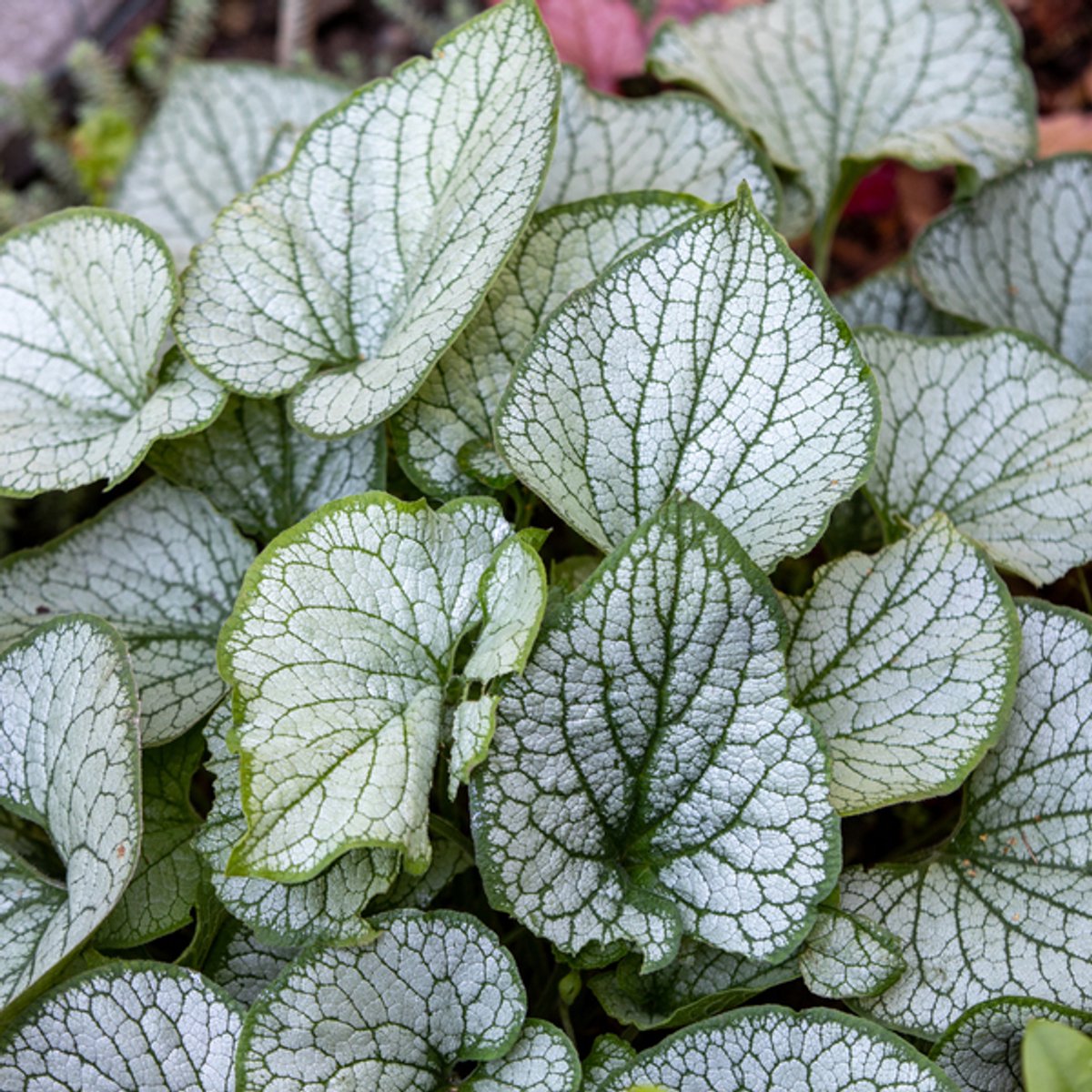 60x Brunnera macr. 'Jack Frost' - 10-25cm - Ø9cm