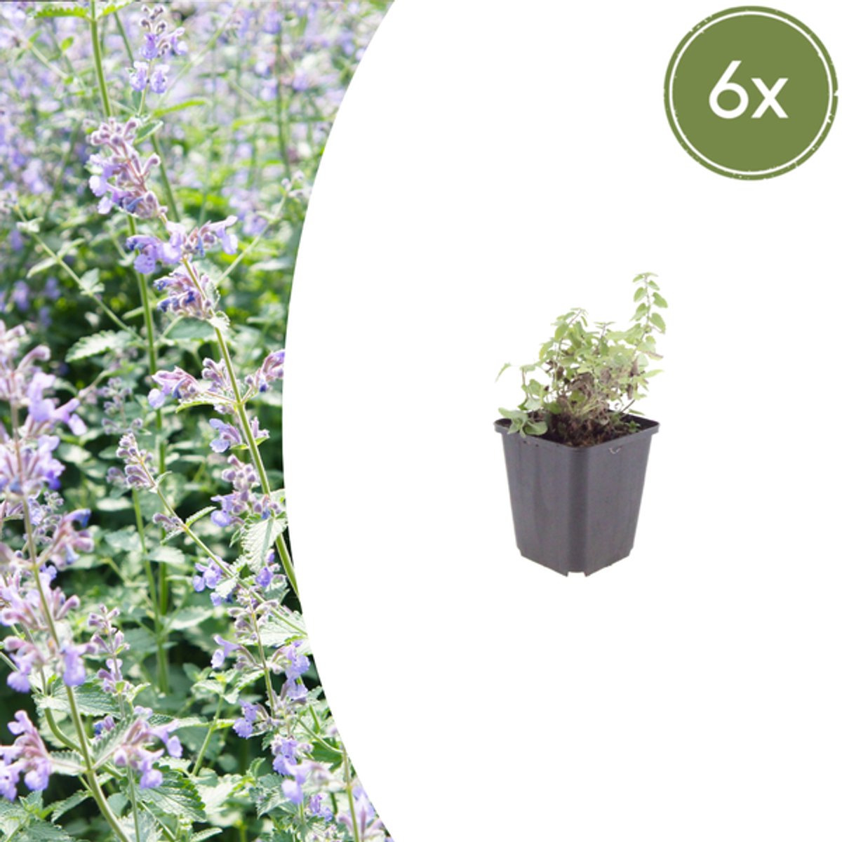 6x Nepeta faassenii - 10-25cm - Ø9cm