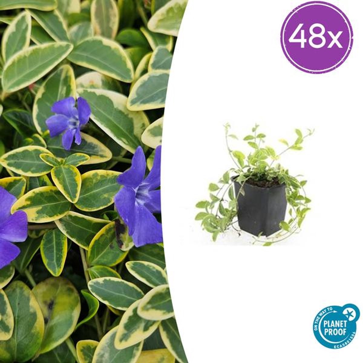 48x Vinca minor 'Aureovariegata' - 10-25cm - Ø9cm