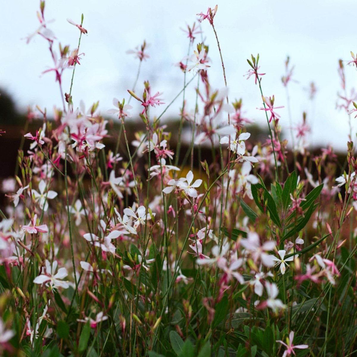 48x Gaura l. 'Whirling Butterflies' - 10-25cm - Ø9cm