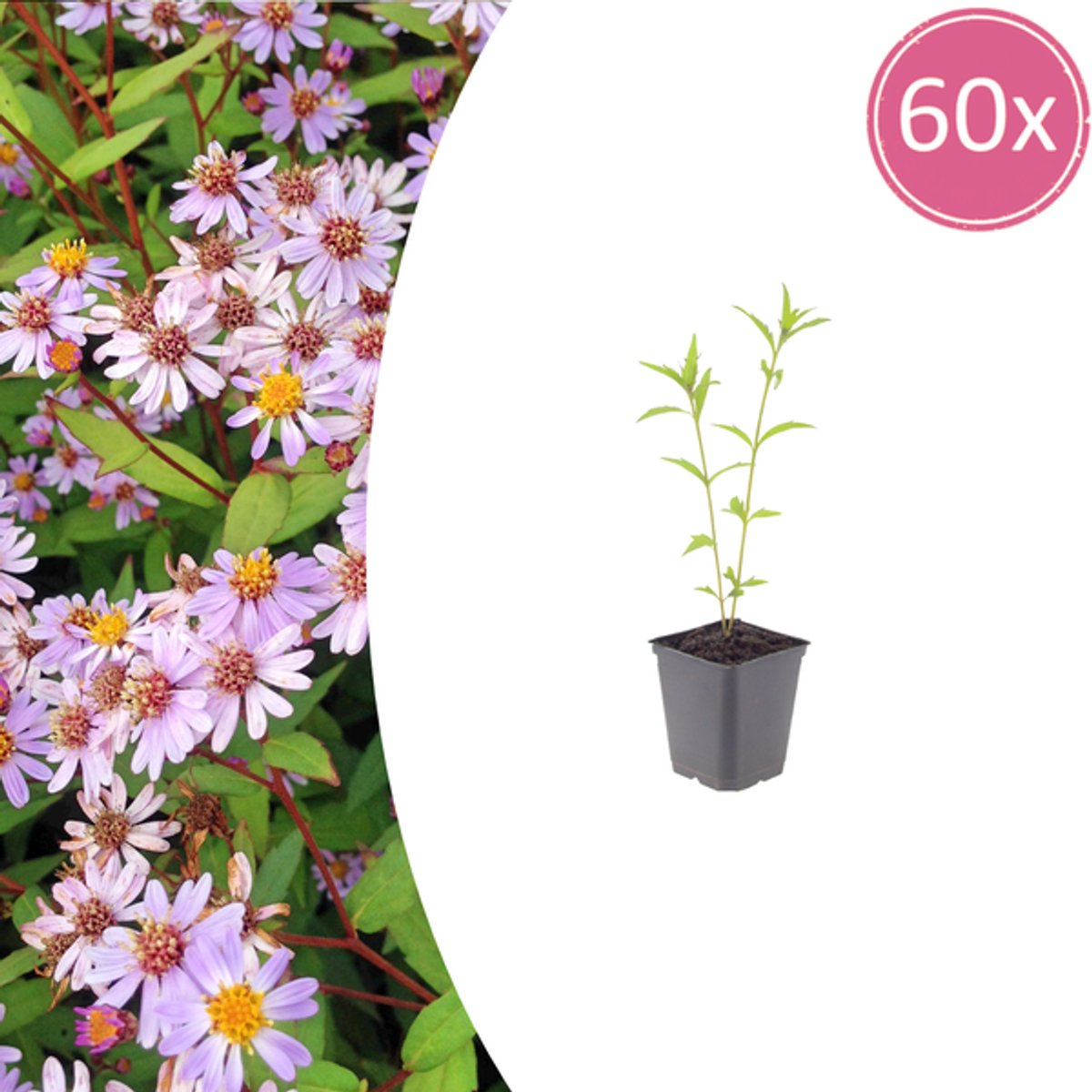 60x Kalimeris incisa 'Blue Star' - 10-25cm - Ø9cm