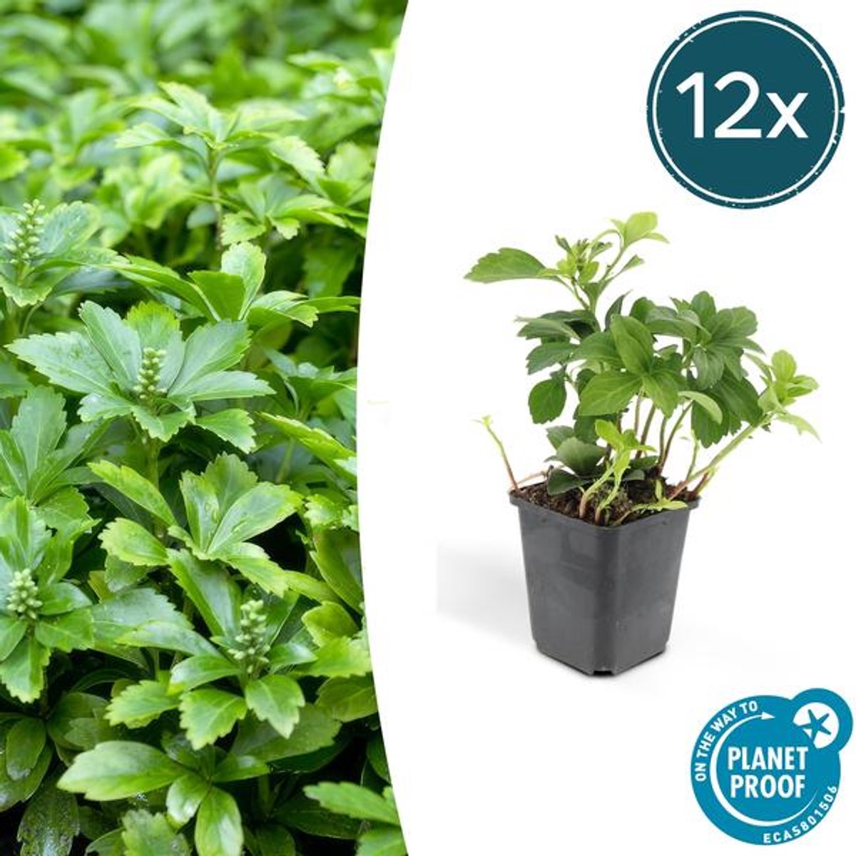 12x Pachysandra term. 'Green Carpet' - 10-25cm - Ø9cm