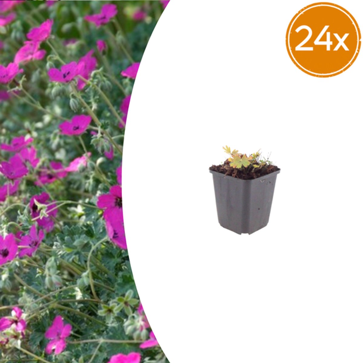 24x Geranium sang. 'Max Frei' - 10-25cm - Ø9cm