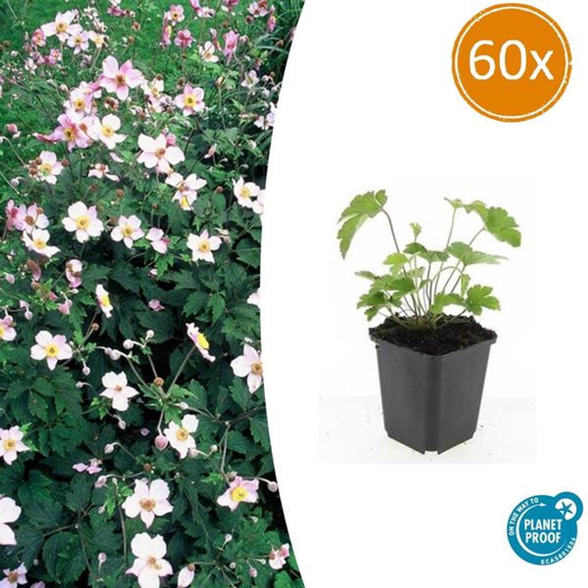 60x Anemone tom. 'Robustissima' - 10-25cm - Ø9cm