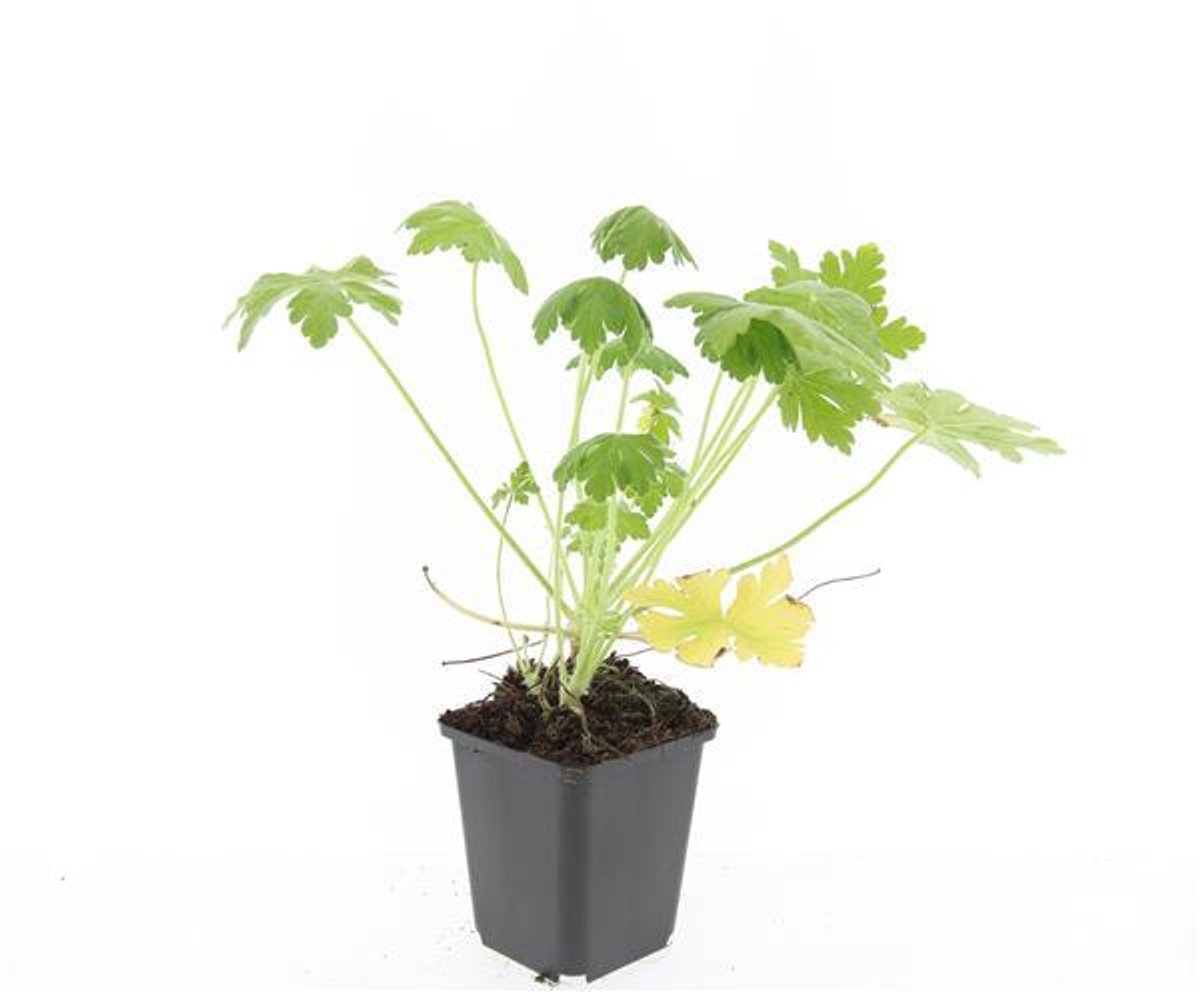 48x Geranium macr. 'Spessart' - 10-25cm - Ø9cm