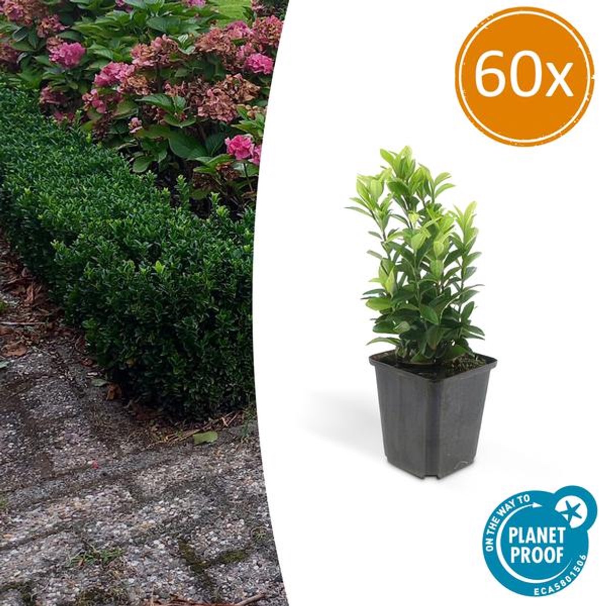 60x Euonymus jap. Green Spire - 10-25cm - Ø9cm