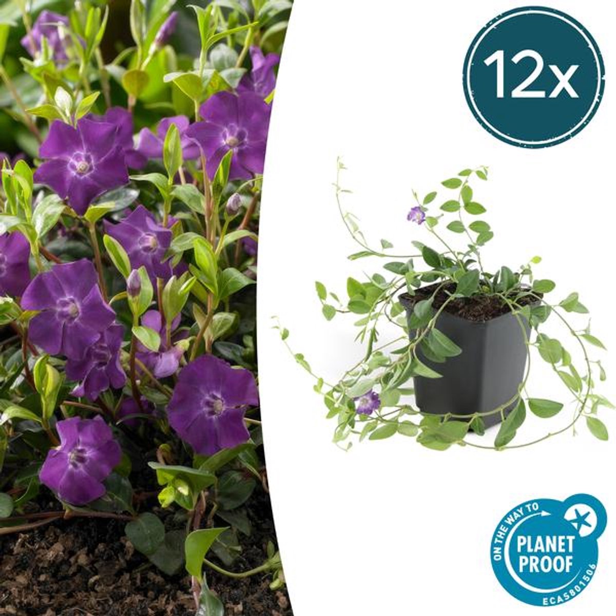 12x Vinca minor 'Atropurpurea', - 10-25cm - Ø9cm