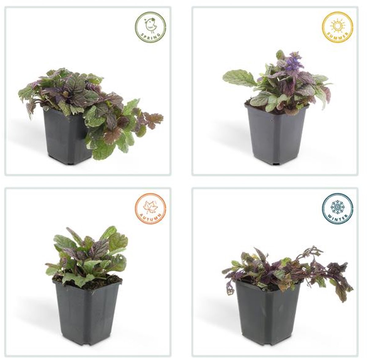 60x Ajuga reptans 'Burgundy Glow' - 10-25cm - Ø9cm