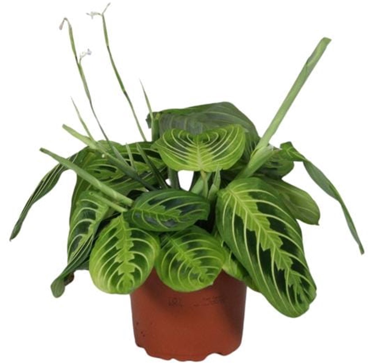 Maranta Leuconeura Fascinator Lemon Lime - Ø12cm - 30cm