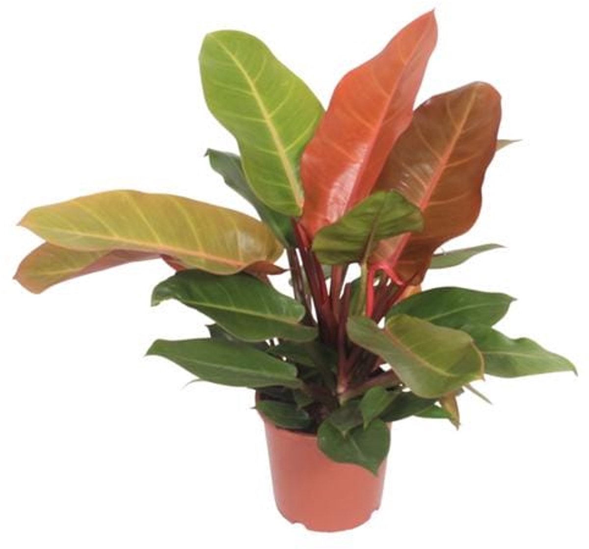 Philodendron Prince of Orange - Ø17cm - 45cm