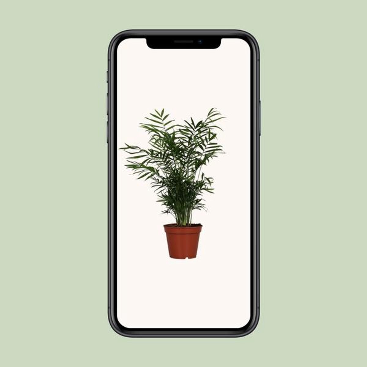 Chamaedorea Elegans - Ø17cm - 55cm