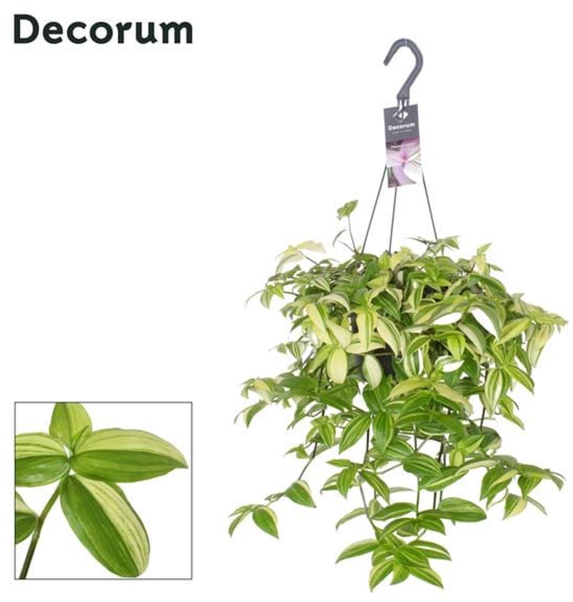 Tradescantia Yellow Hill - Ø17cm - 40cm