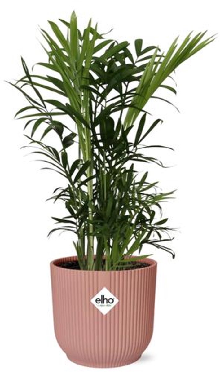 Chamaedorea Elegans in ELHO Vibes Fold 14cm roze
