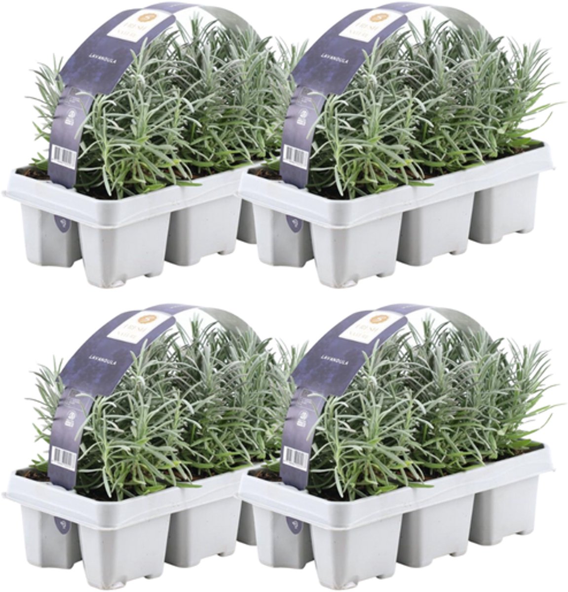 4x 6 pack Lavendel angustifolia - Ø7 cm - 15 cm