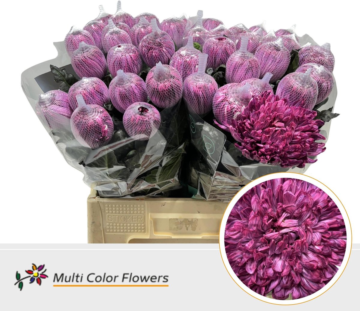10x Chrysant antonov bordeaux 70cm