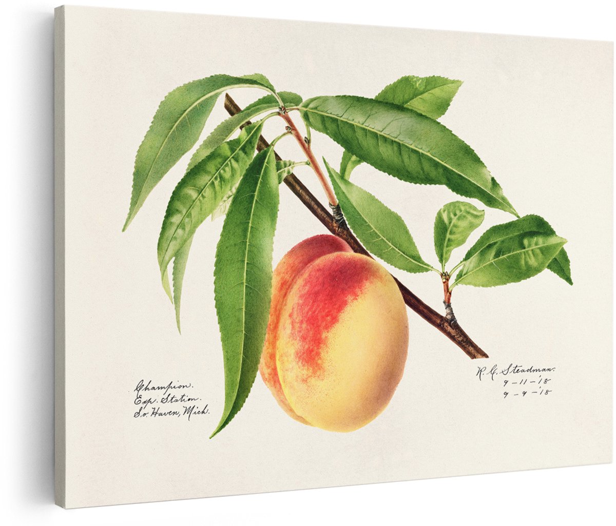 Artaza Canvas Schilderij Perzik - 180x120 cm - Groot - Wanddecoratie Vintage Botanisch - Muurdecoratie Fruit - Decoratie Keuken Schilderijen Op Canvas