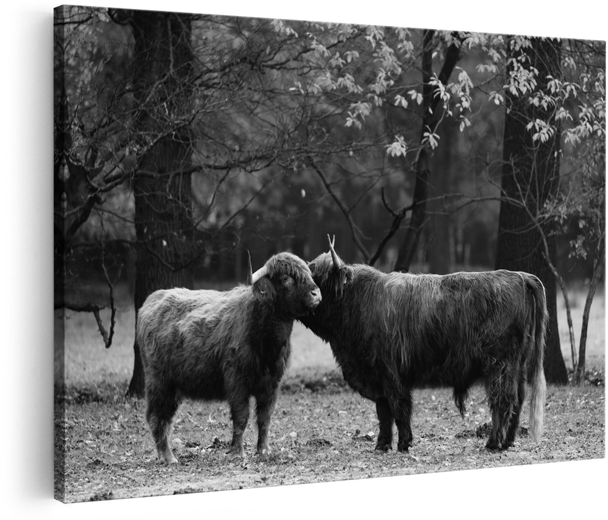 Artaza Canvas Schilderij Twee Schotse Hooglanders Kussen Elkaar - Liefde - Zwart Wit - 150x100 cm - Groot - Foto Op Canvas - Wanddecoratie