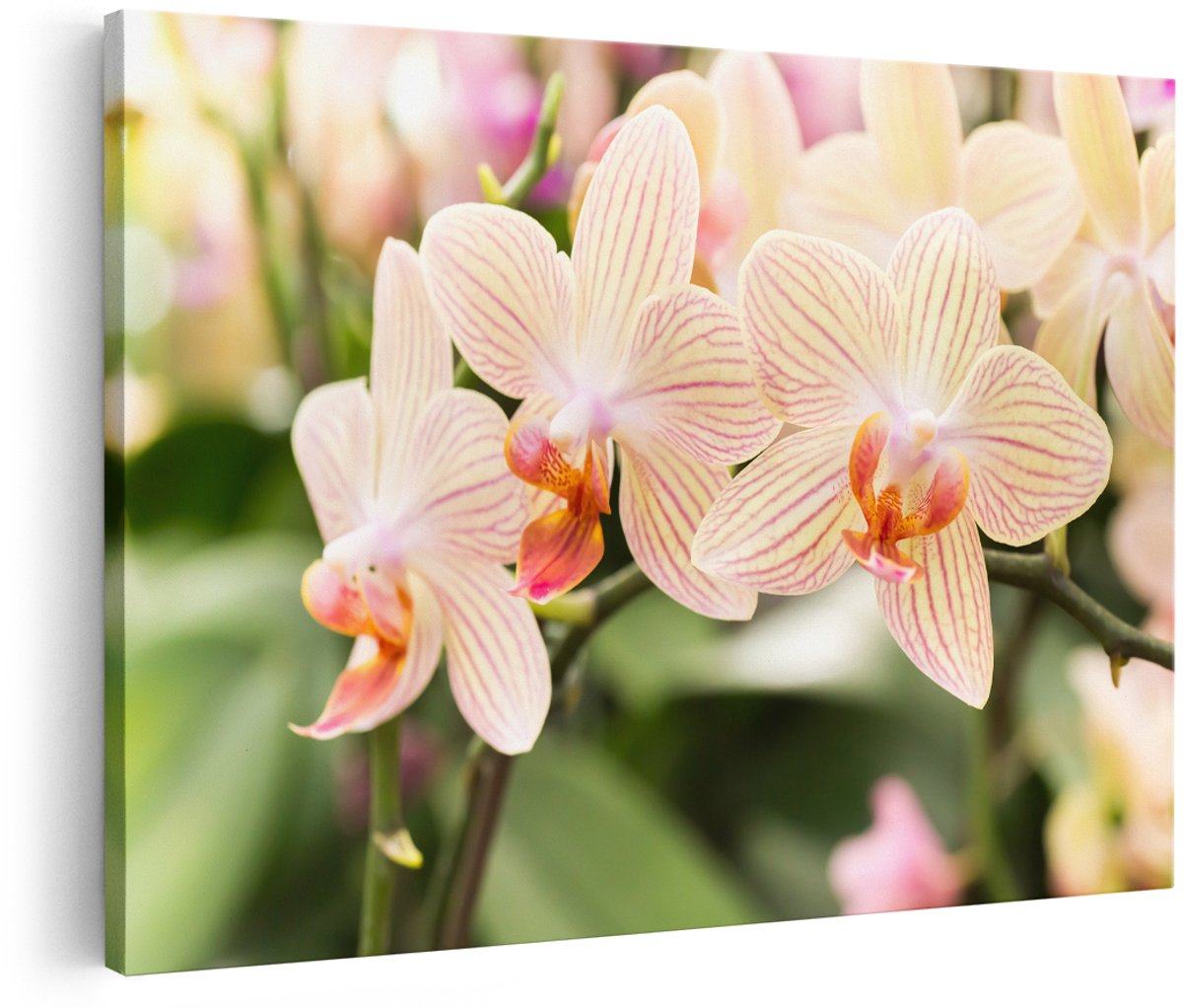 Artaza Canvas Schilderij Gestreepte Witte Orchidee Bloemen - 150x100 cm - Groot - Foto Op Canvas - Wanddecoratie Woonkamer