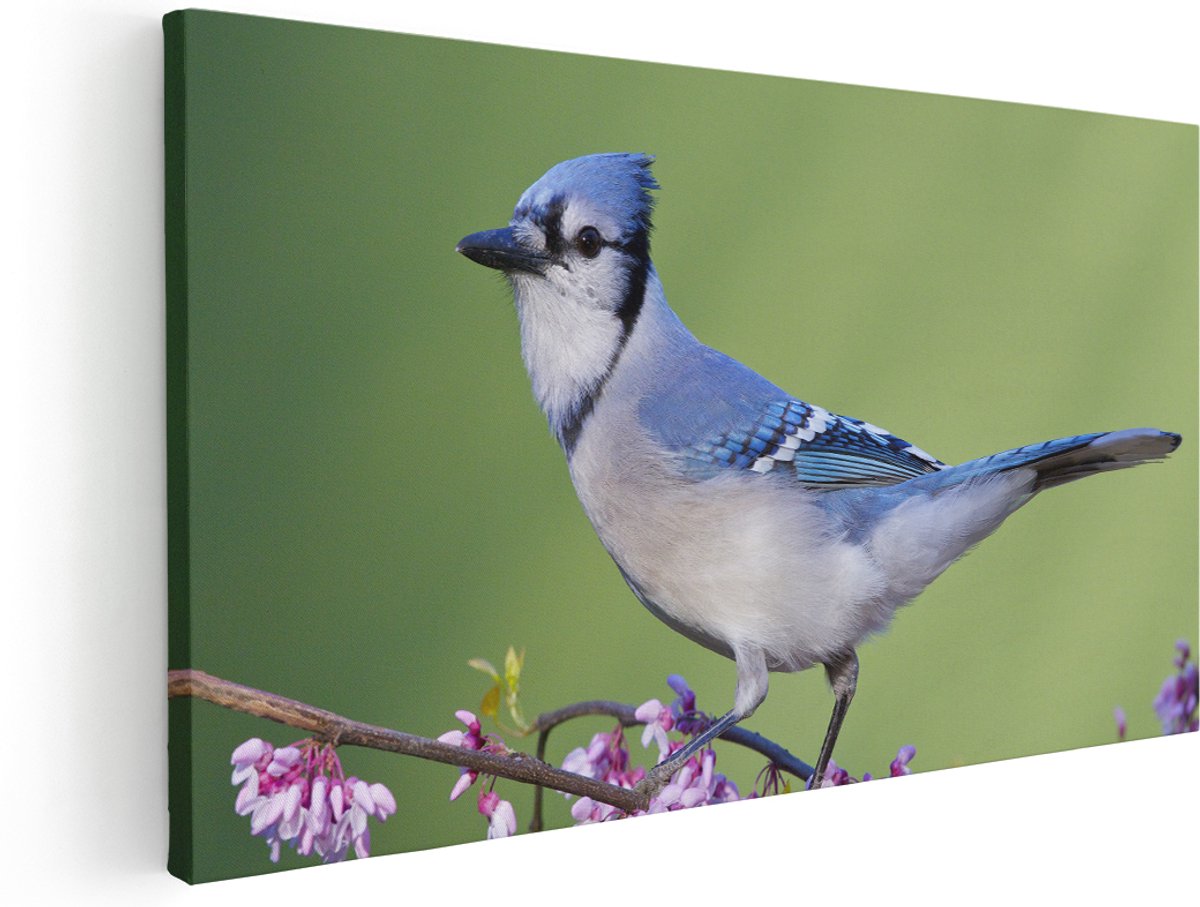 Artaza Canvas Schilderij Blauwe Gaai Vogel Op Een Tak - Kleur - 140x70 cm - Groot - Wanddecoratie Woonkamer - Schilderijen - Muurdecoratie
