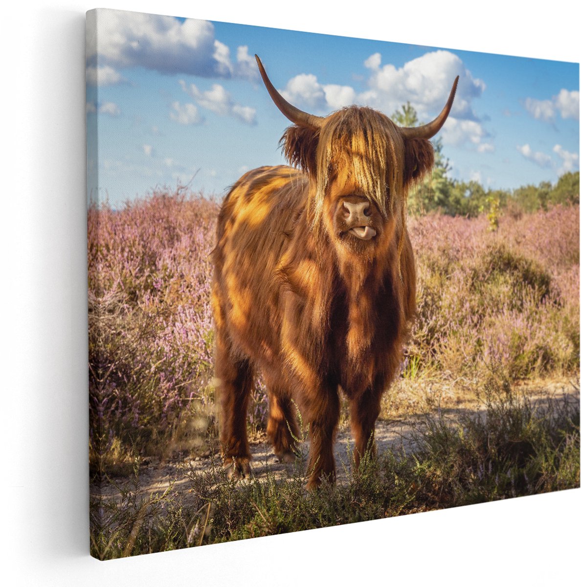 Artaza Canvas Schilderij Schotse Hooglander Koe In De Wei - 150x120 cm - Groot - Wanddecoratie Woonkamer - Schilderijen - Muurdecoratie