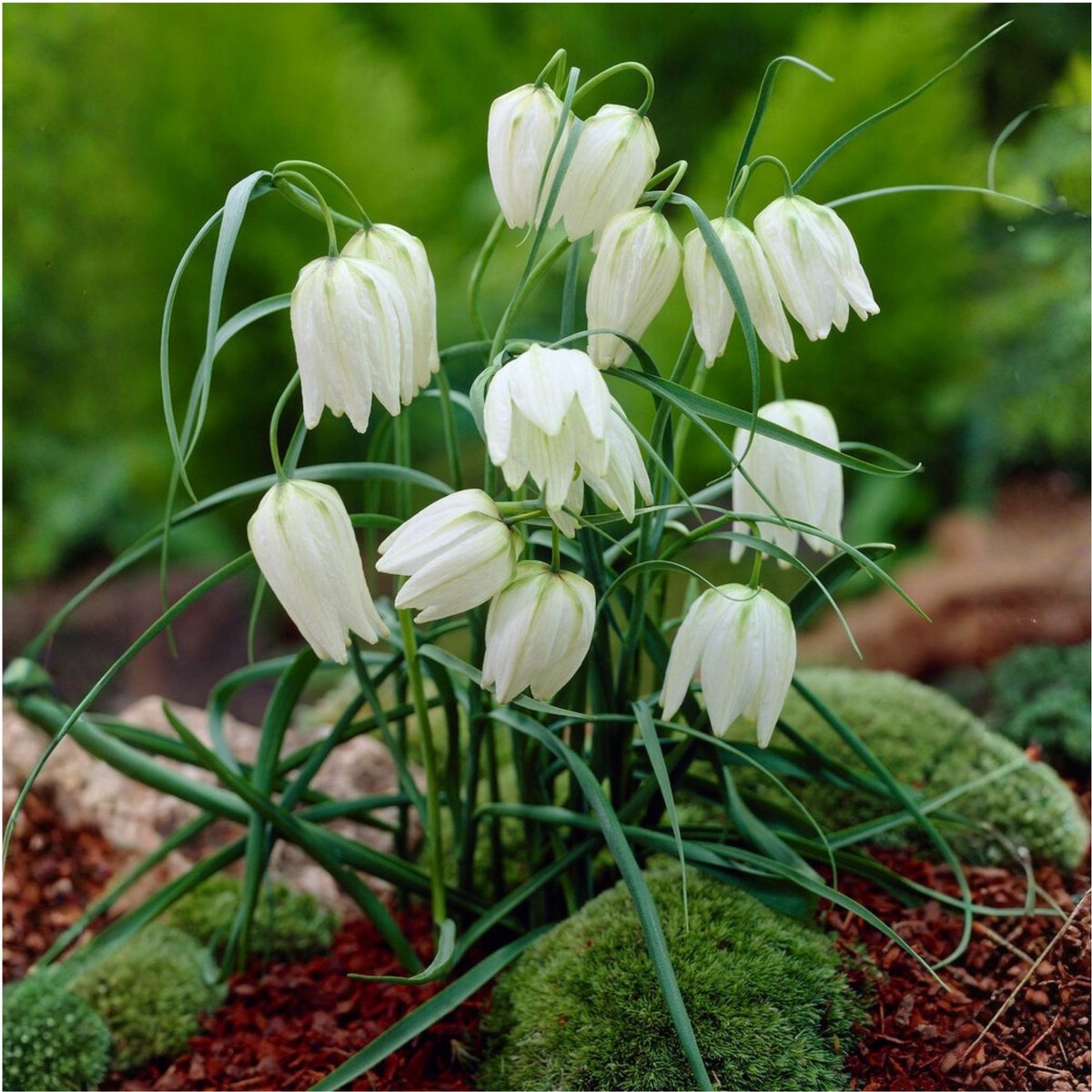 Kieuwtulp (Fritillaria) - Meleagris Alba - Kievitsbloem - Vaste planten - Bijen-Vlinders - Voorjaarsbollen - bloeit in April / Mei