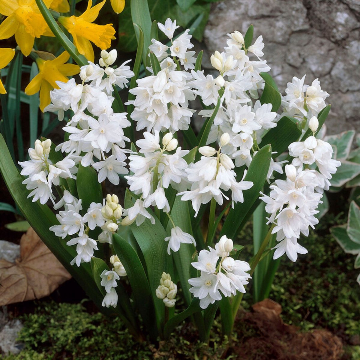 Streepster (Puschkinia Scilloides) - Libanotica - Saffierhyacinth - Vaste planten - Bijen-Vlinders - Snijbloemen - Voorjaarsbollen