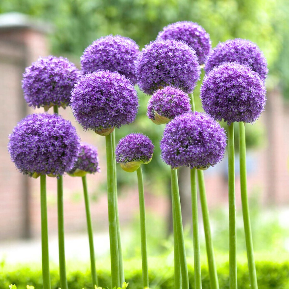 Sierui (Allium) - Gladiator - Bijen-Vlinders - Snijbloemen - Zomerbollen - Voorjaarsbollen - bloeit in Juni / Juli
