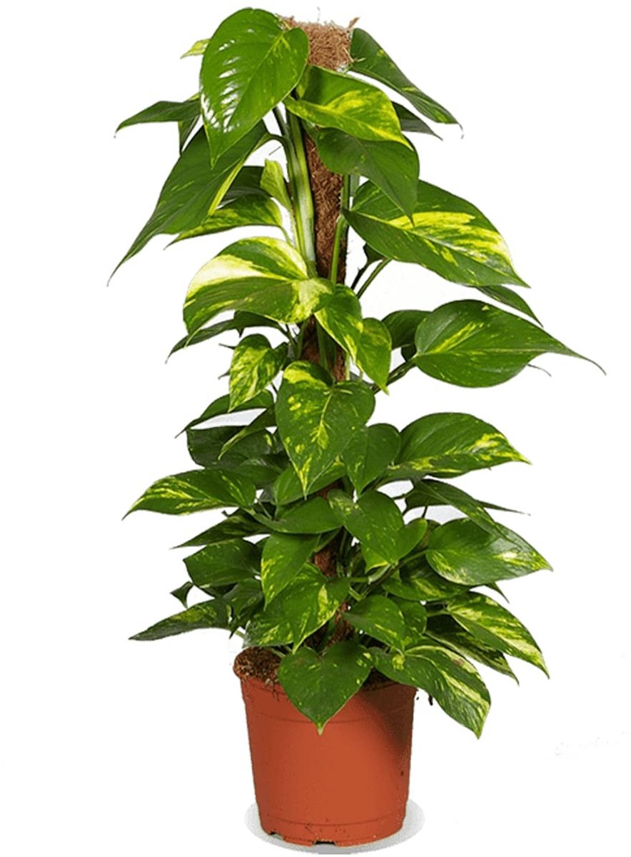 Dailygoods- Kamerplant Onderhoudsvriendelijk - Epipremnum Aureum - 50-60 cm - Pot Ø 12-15 cm - Luchtzuiverend - Gezondheidsvoordeel - Plant