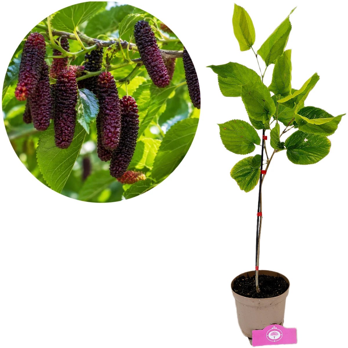 Morus alba 'Giant fruit', Witte moerbeiboom, Hoogte 60-80cm, 2 liter pot