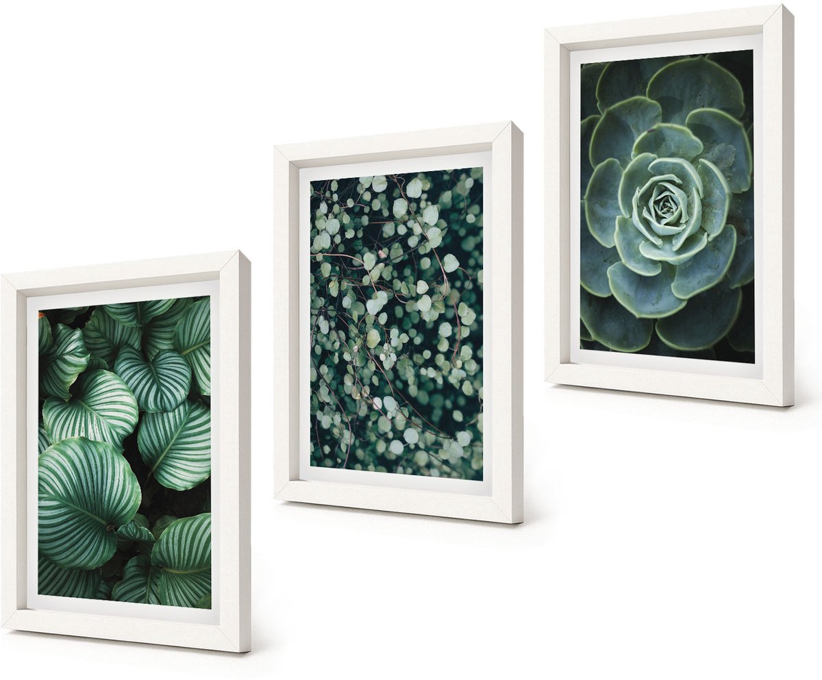 Coloray 3-Delige Schilderij Set - Groene bladplanten en stijlvolle vetplanten - 20x30 - Decoratieve Schilderijen - Woonkamer - Interieur - Stijlvolle Muurdecoratie
