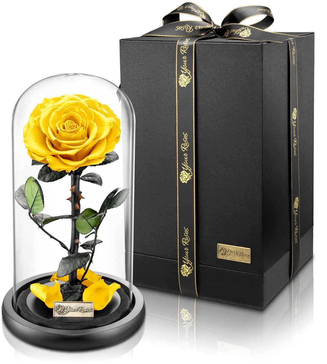 Dailygoods- Roos Echte Premium Roos in Glas - Geschenkdoos - Lange Houdbaarheid - Stijlvol