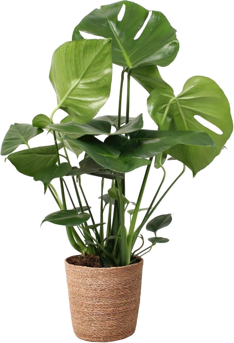 SnelShoppen - Monstera Deliciosa Kamerplant 70cm Hoog met Pot - Tropische Bladeren, Luchtzuiverend, Ideaal voor Huiskamer, Sfeervolle Decoratie, Groen