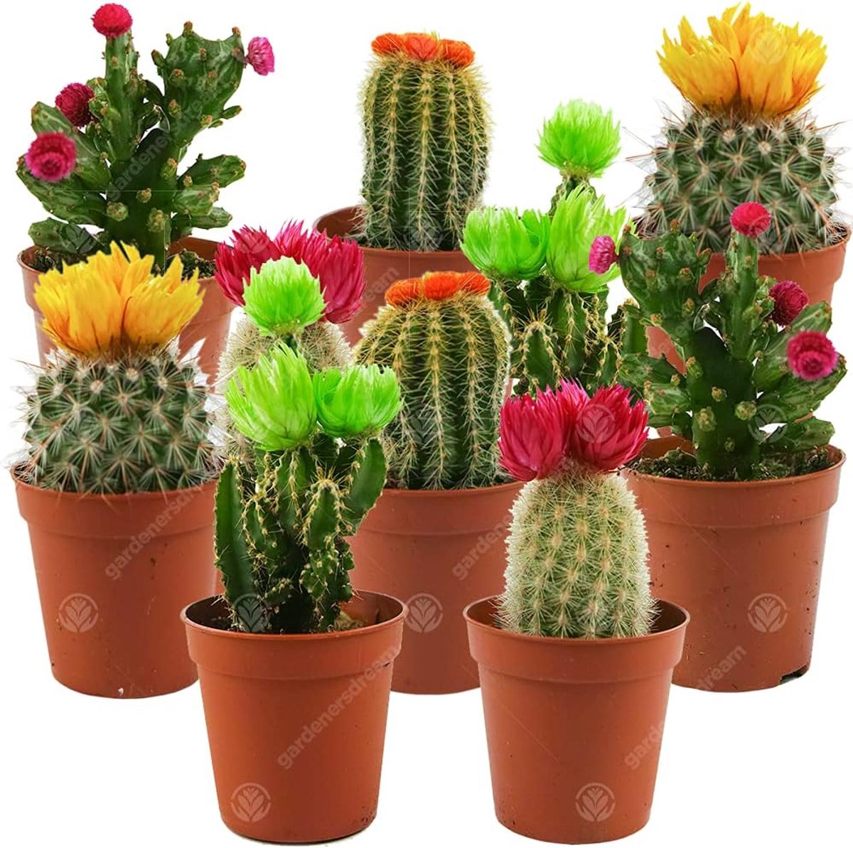 SnelShoppen - Mini Disco Cactus Mix voor Thuis en Kantoor, 5.5 cm, Kleine Cadeaus, Planten (Verpakking van 10)