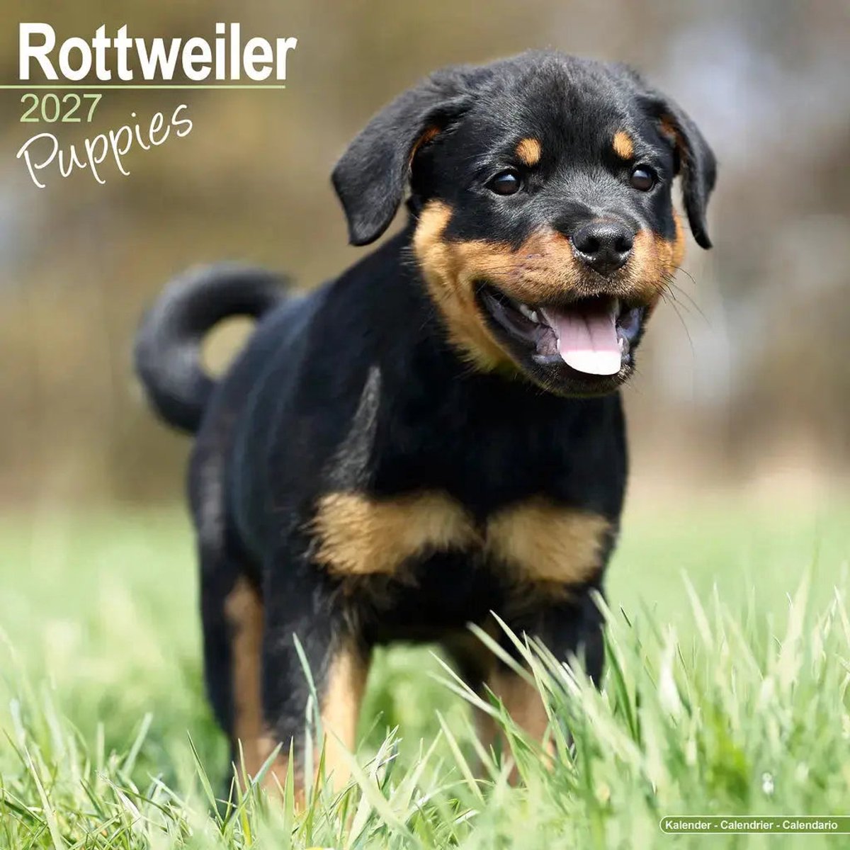 Rottweiler Puppies Kalender 2027