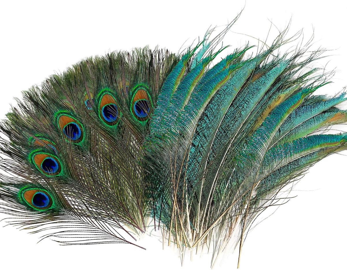 Natural Peacock Feathers 40 Pieces Decorative Green Natural Feathers Decorative Peacock Feathers for Hats, Costumes - ShopVlot