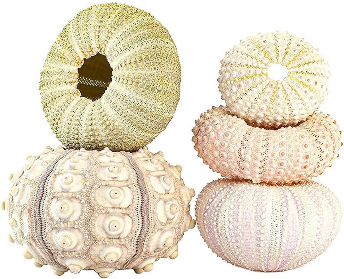 SnelShoppen - 5 Pack Zee-egel Schelpen Hangende Luchtplant Potten voor Huisdecoratie, Unieke Decoratieve Bloempotten voor Binnen en Buiten, Elegante H