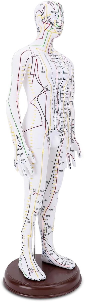 Dailygoods- Acupunctuurmodel 52 cm - Menselijk Lichaamsmodel - PVC - Onderwijs - Stevige Basis - Duurzaam Materiaal